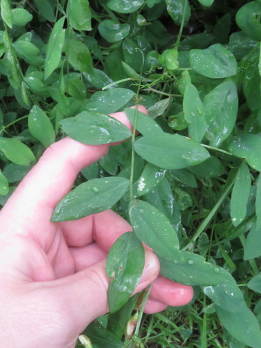 Lathyrus vestitus (Pacific peavine) — photo