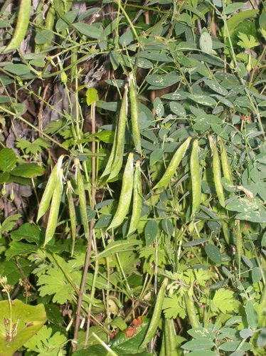 Lathyrus vestitus (Pacific peavine) — photo