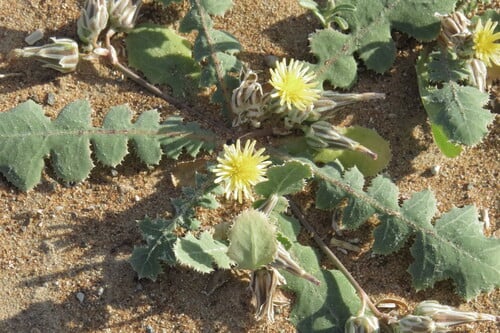 Launaea capitata