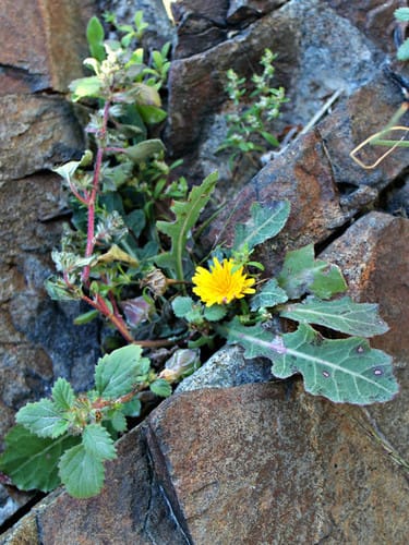Launaea capitata — photo