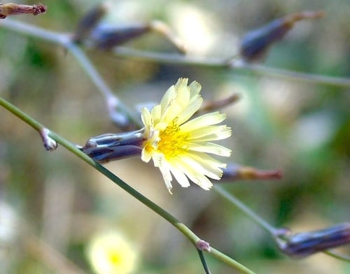 Launaea intybacea