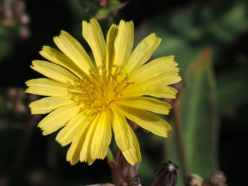 Launaea procumbens
