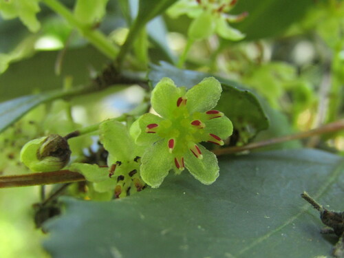 Laurelia aromatica (Chile laurel) — photo