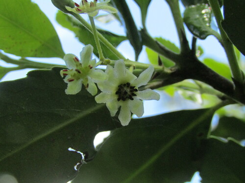 Laurelia aromatica (Chile laurel) — photo