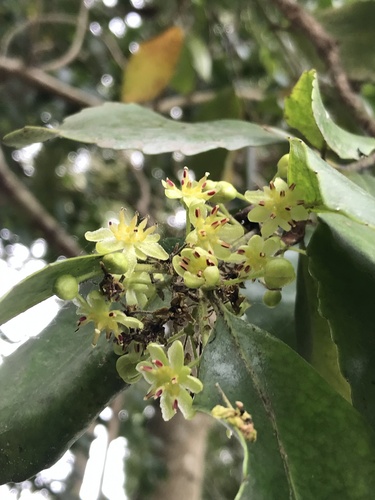 Laurelia sempervirens (Peruvian nutmeg) — photo