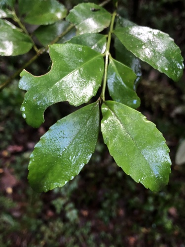 Laurelia sempervirens (Peruvian nutmeg) — photo