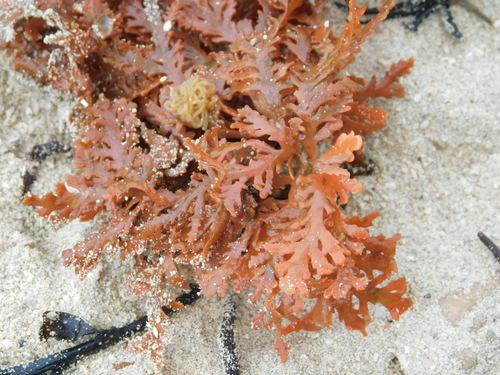 Laurencia brongniartii