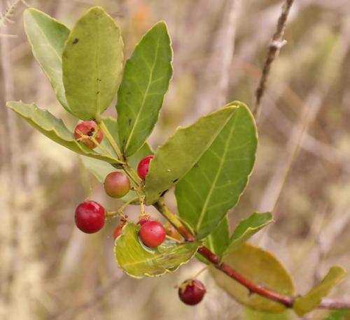 Lauridia tetragona