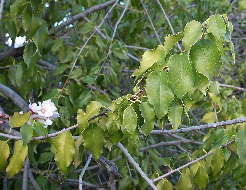 Laurocerasus ilicifolia (Holly-leafed cherry) — photo