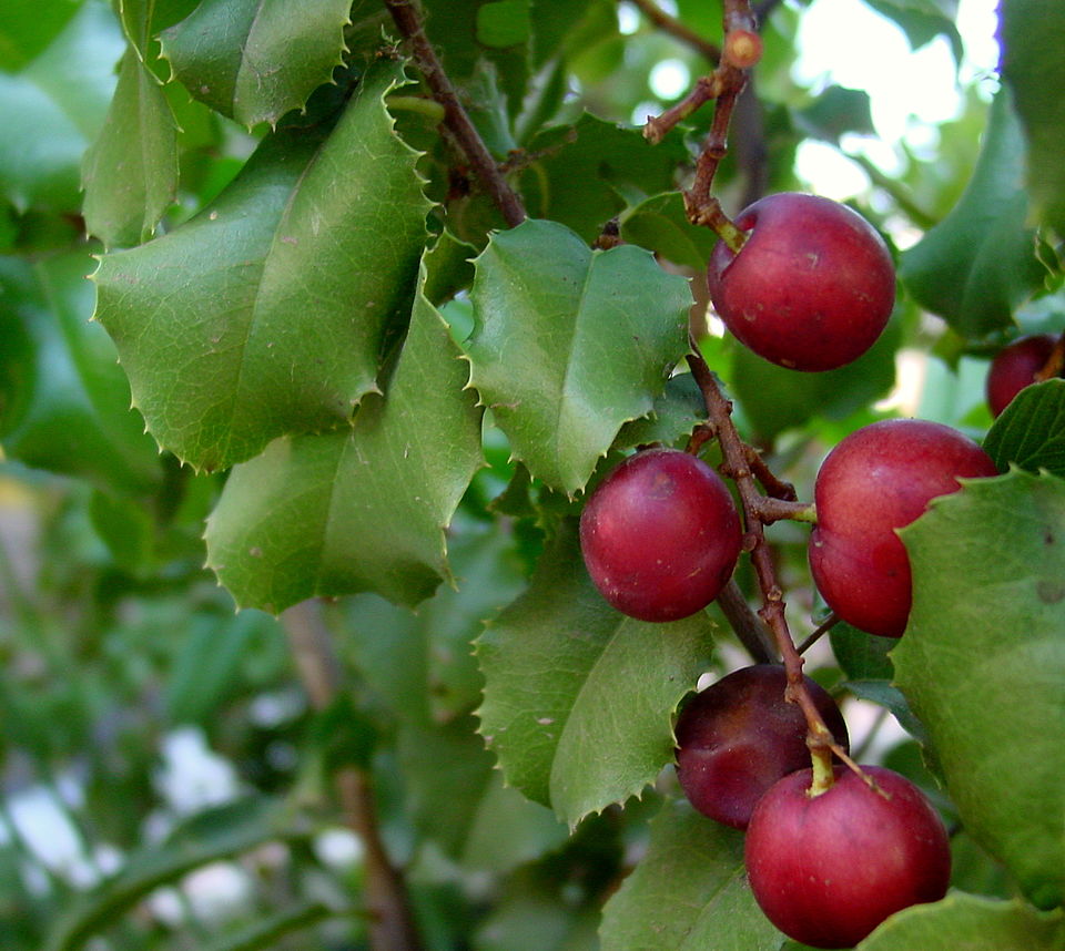 Laurocerasus ilicifolia