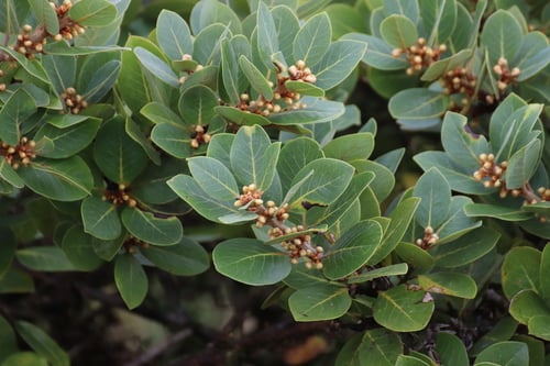 Laurus azorica (Canary Island bay tree) — photo
