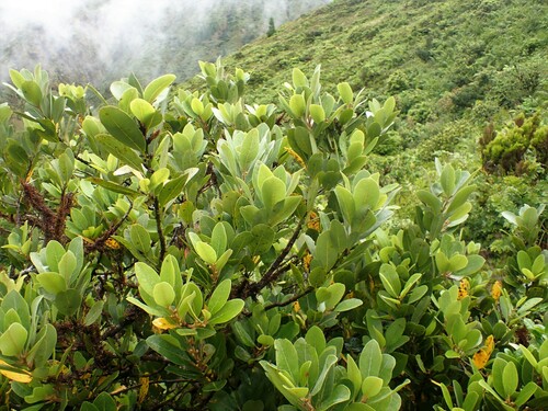 Laurus azorica (Canary Island bay tree) — photo