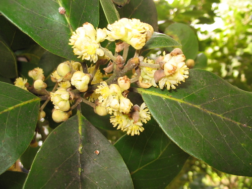 Laurus azorica