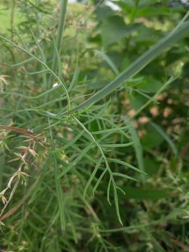 Lavandula bipinnata — photo