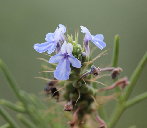 Lavandula bipinnata