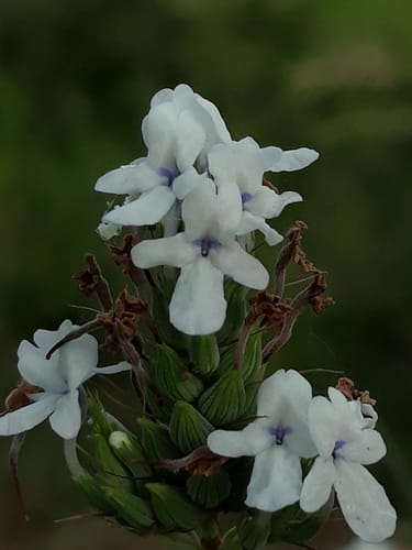 Lavandula bipinnata — photo