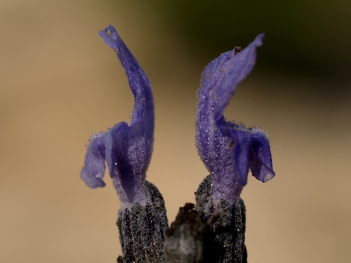 Lavandula latifolia (Spike lavender) — photo