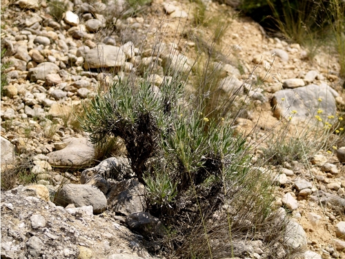 Lavandula latifolia (Spike lavender) — photo