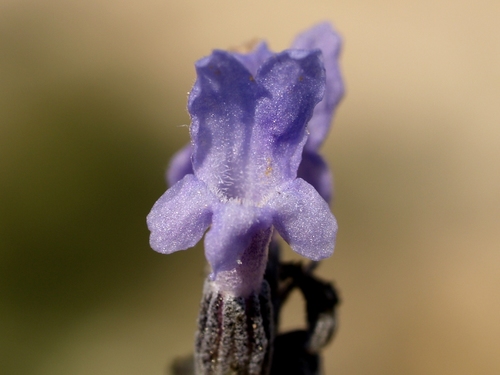 Lavandula latifolia
