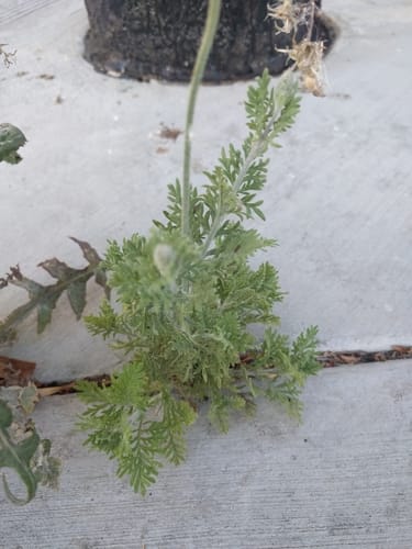 Lavandula multifida (Fernleaf lavender) — photo