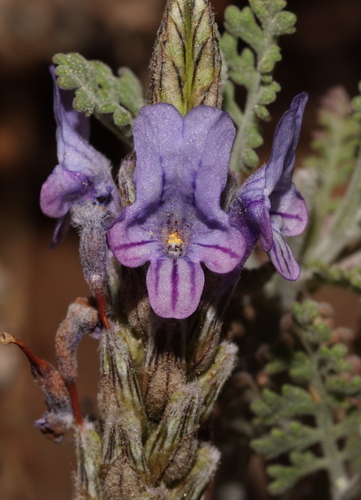 Lavandula multifida