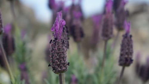 Lavandula pedunculata — photo