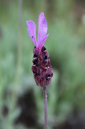 Lavandula pedunculata