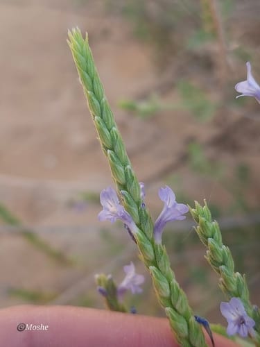 Lavandula pubescens — photo