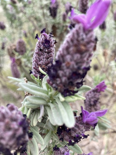 Lavandula stoechas (French lavender) — photo