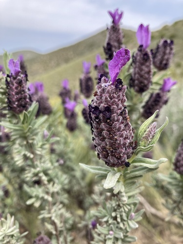 Lavandula stoechas (French lavender) — photo