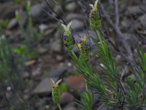 Lavandula x intermedia