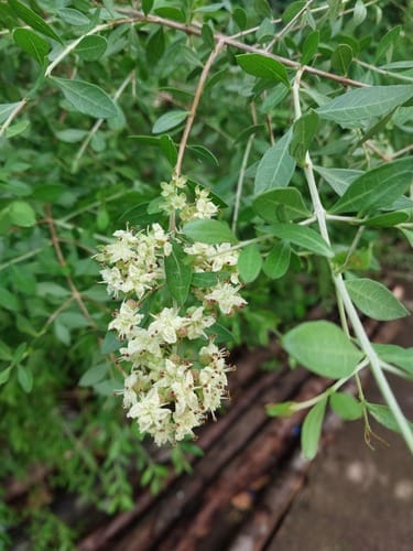 Lawsonia inermis (Henna) — photo