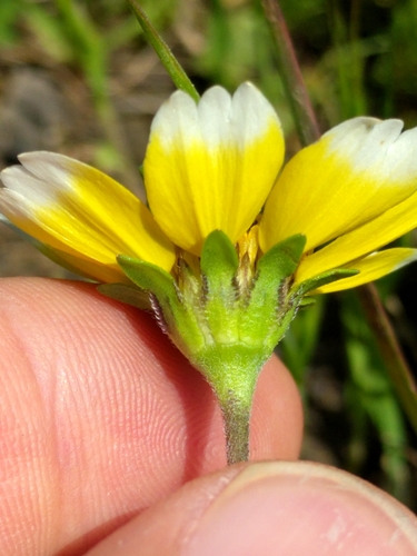 Layia chrysanthemoides (Smooth tidytips) — photo