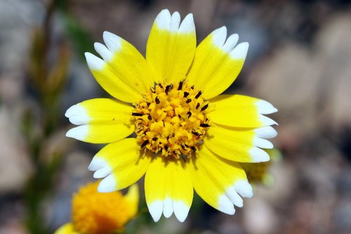 Layia chrysanthemoides (Smooth tidytips) — photo