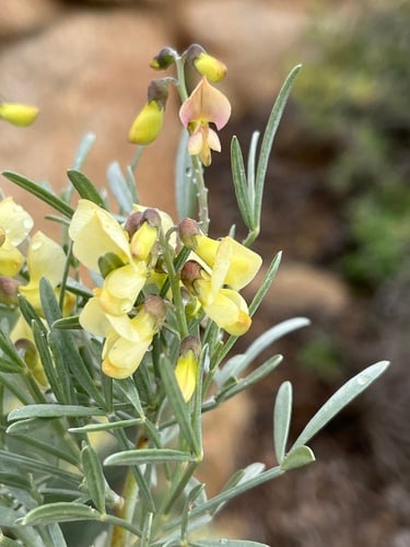 Lebeckia sericea (Silver pea) — photo