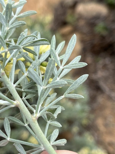 Lebeckia sericea (Silver pea) — photo