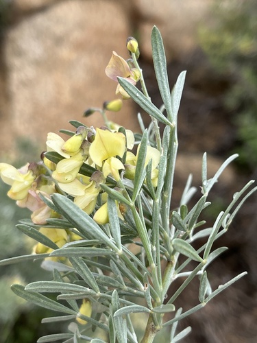 Lebeckia sericea