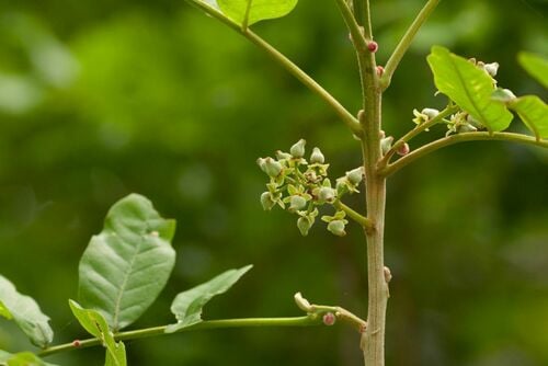 Lecaniodiscus fraxinifolius subsp. vaughanii (River litchi) — photo