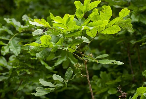Lecaniodiscus fraxinifolius subsp. vaughanii (River litchi) — photo