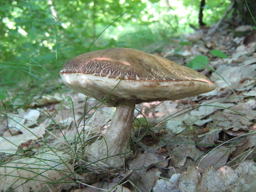Leccinum carpini