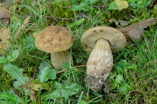 Leccinum carpini (The hornbeam bolete) — photo