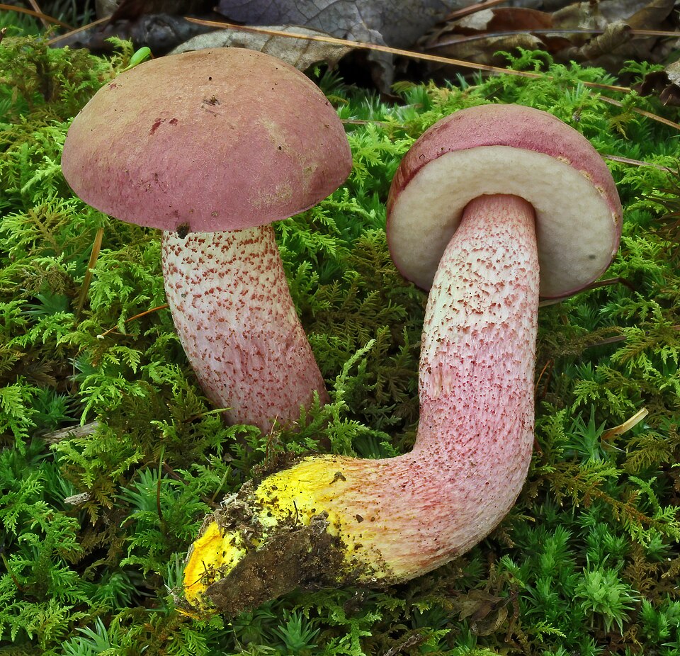 Leccinum chromipes