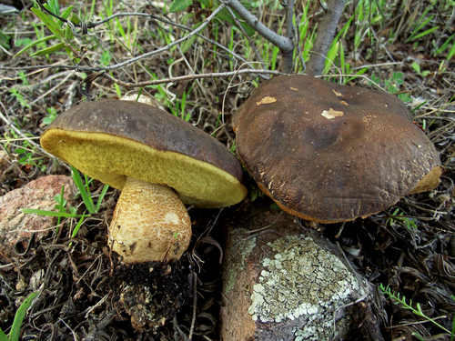 Leccinum corsicum — photo