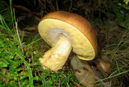 Leccinum corsicum — photo