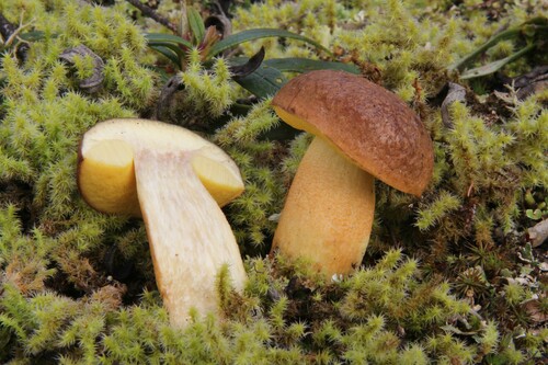 Leccinum corsicum