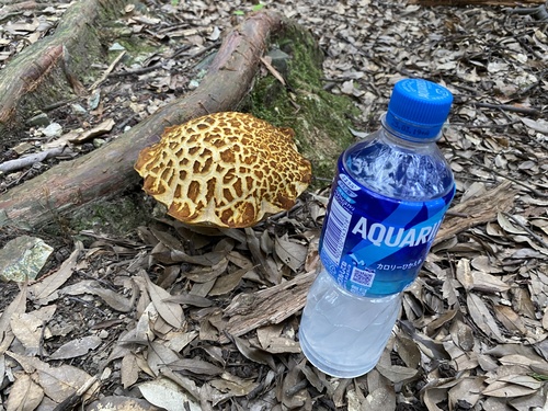 Leccinum extremiorientale — photo