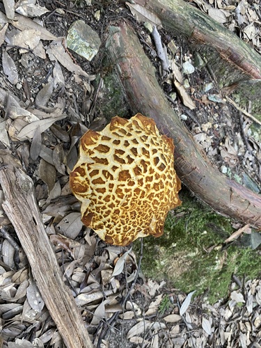 Leccinum extremiorientale — photo