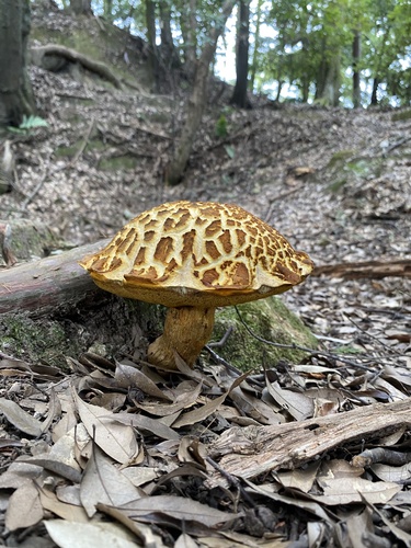 Leccinum extremiorientale
