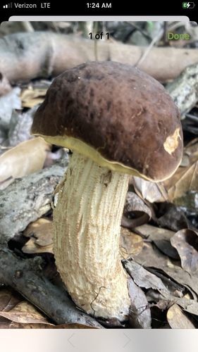 Leccinum griseum — photo