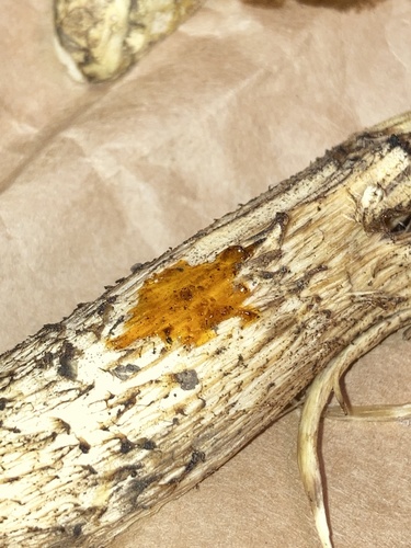 Leccinum griseum — photo